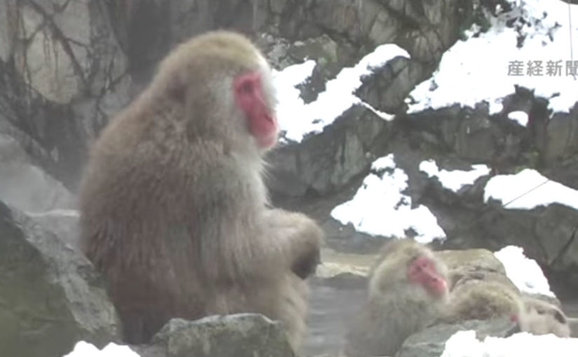Snow Monkeys Enjoying Jigokudani Hot Springs